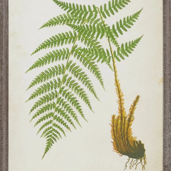 Discount ✔️ Studio 350 Large Rectangular Vintage Style Green Fern Illustrations Wall Art, 31.5 X 41.5 - 32 X 1 X 42 ❤️ - Image 4