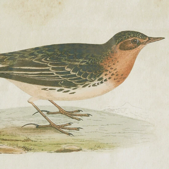 Cheap ๐ฅ Studio 350 Black Wood Farmhouse Framed Wall Art Animals (Set Of 2) ๐งจ - Image 4